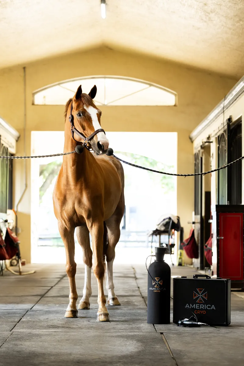 Chestnut horse standing in a barn aisle beside the America Cryo equine cryotherapy kit