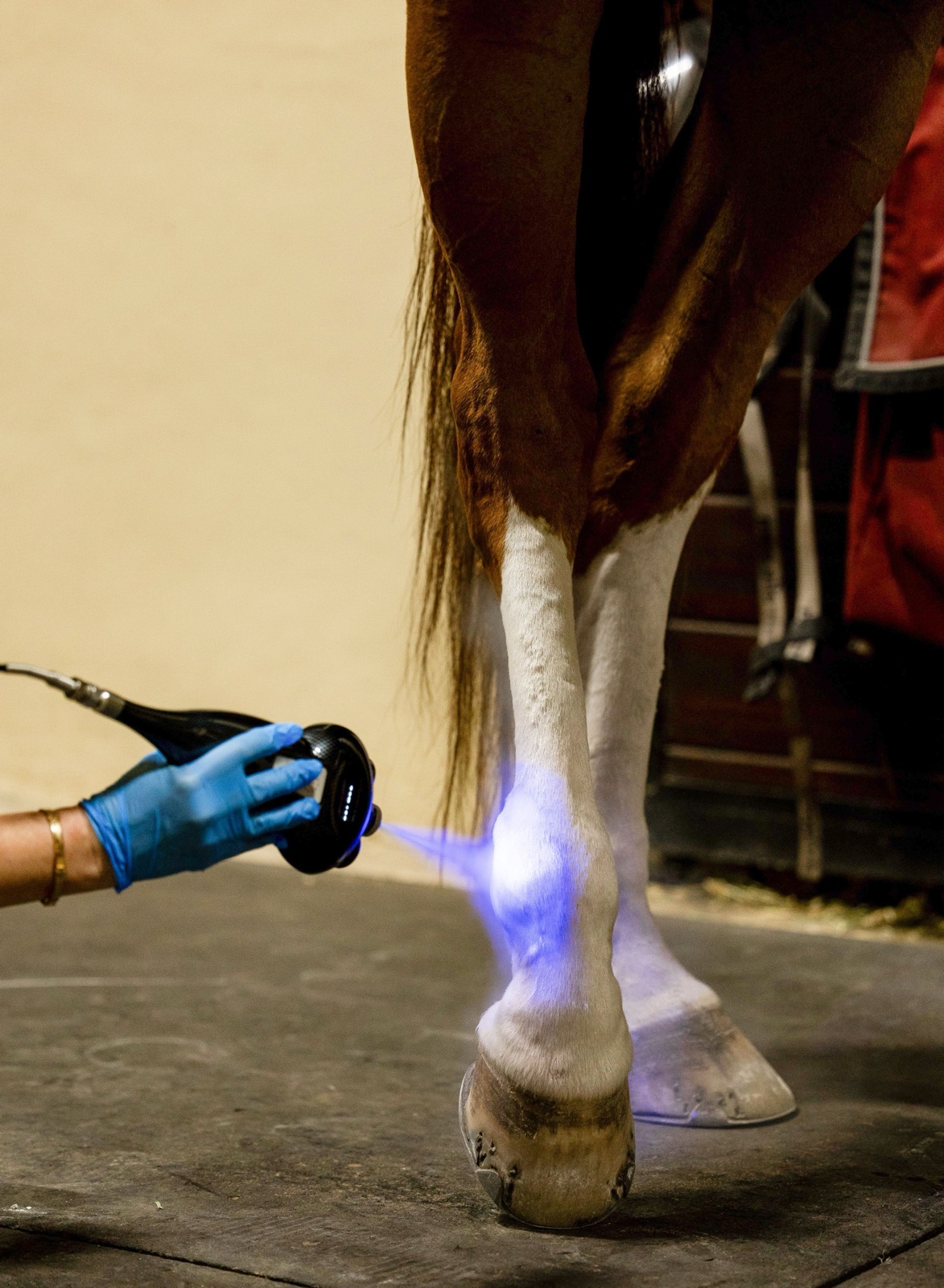 Cryotherapy applied to a horse's hock with a handheld device