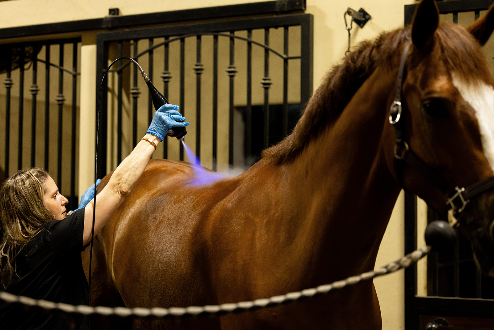 Lisa Humayun applying localized cryotherapy to a horse at a barn