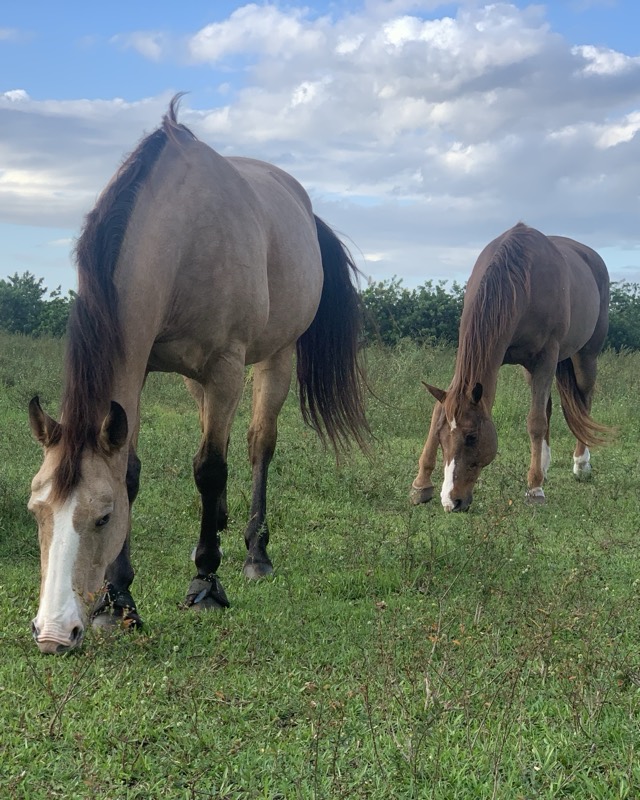 Buckskin horse and chestnut horse grazing together in a green pasture
